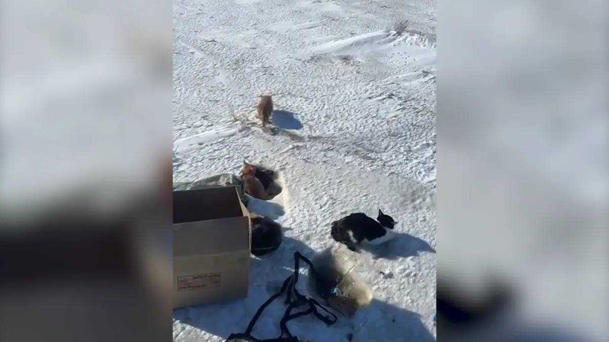 Почти 20 кошек выбросили на трассе в Абайской области