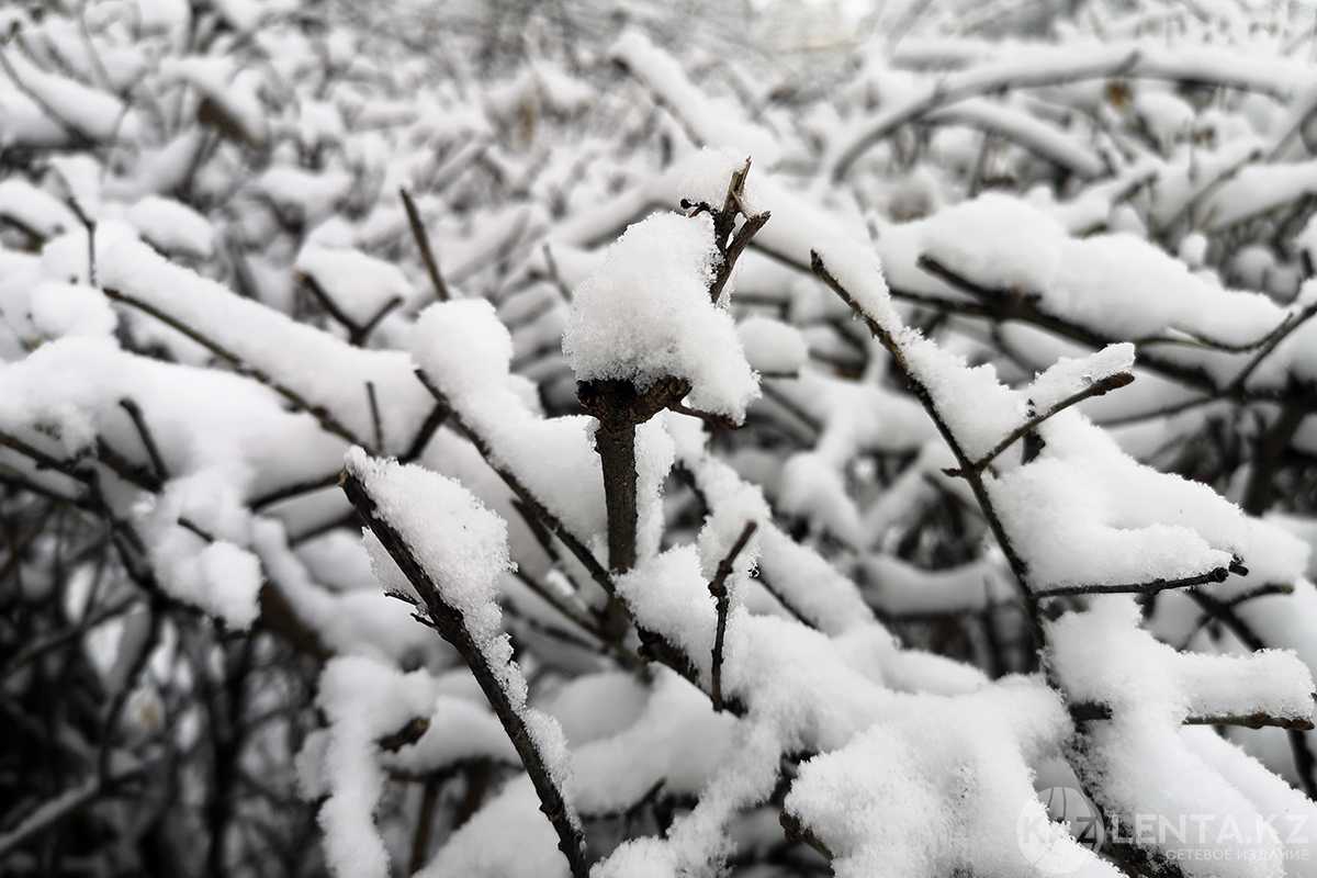 Какая погода ожидается в Астане, Алматы и Шымкенте 19–21 февраля