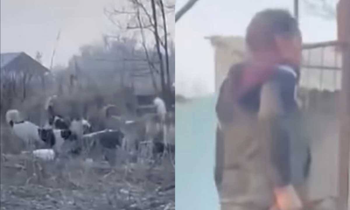 Стая собак едва не растерзала женщину в Алматинской области