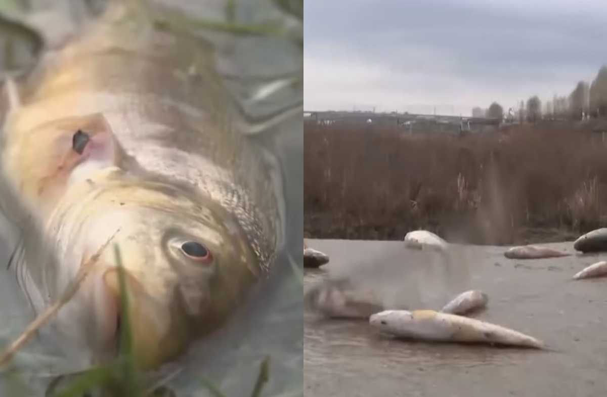 Сброс кислоты привел к массовой гибели рыбы в Шымкенте