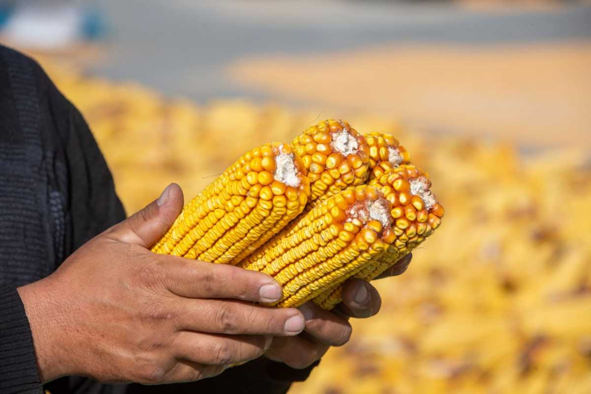 Казахстан планирует выйти на мировой рынок треонина и глутамата