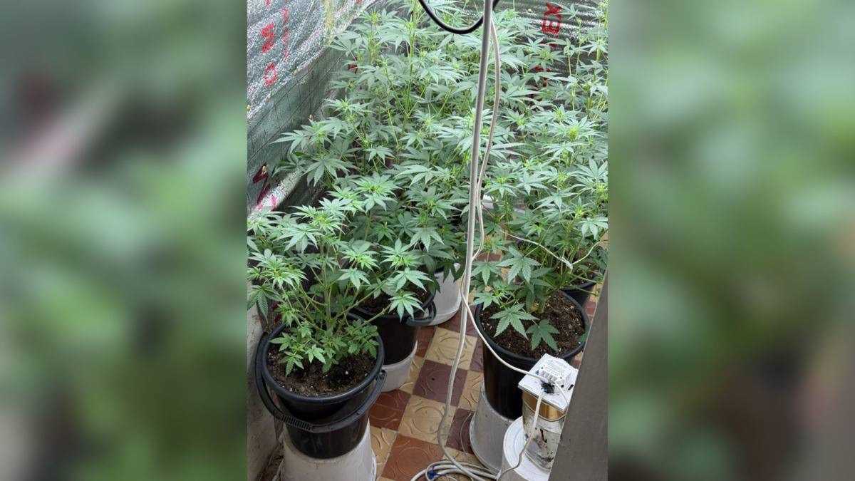 Выдал запах: домашнюю фитолабораторию обнаружили в Акмолинской области