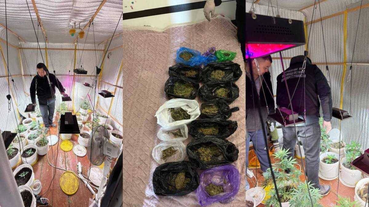 Кусты, лампы и весы: подпольную фитолабораторию обнаружили в ВКО