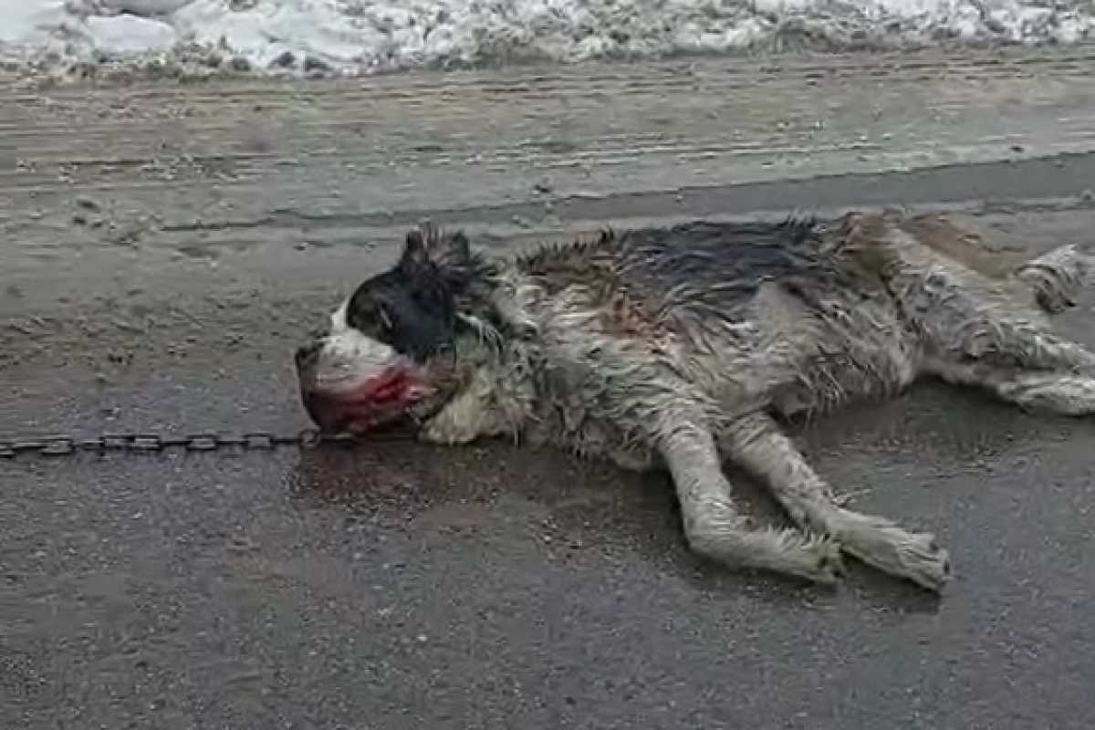 В Алматы собаку привязали к машине: полиция установила владельца авто