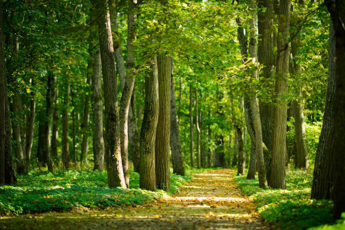 Площадь лесного фонда Шымкента увеличили почти на тысячу гектаров