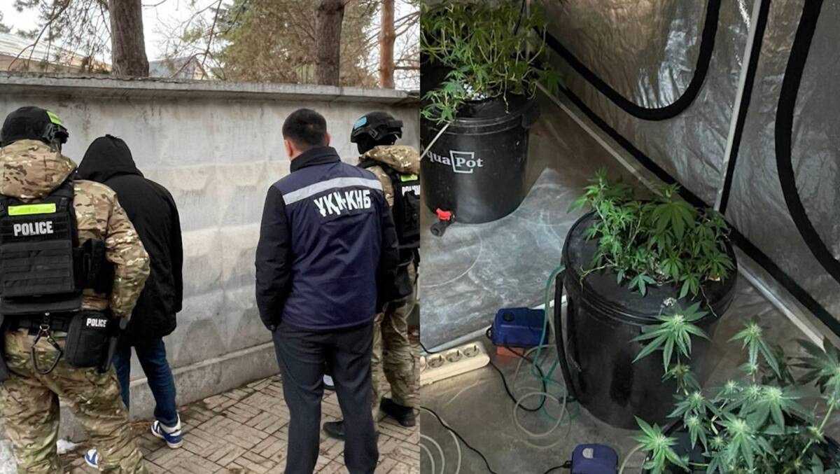 Подпольную наркоплантацию обнаружили в Алматы: задержаны двое мужчин