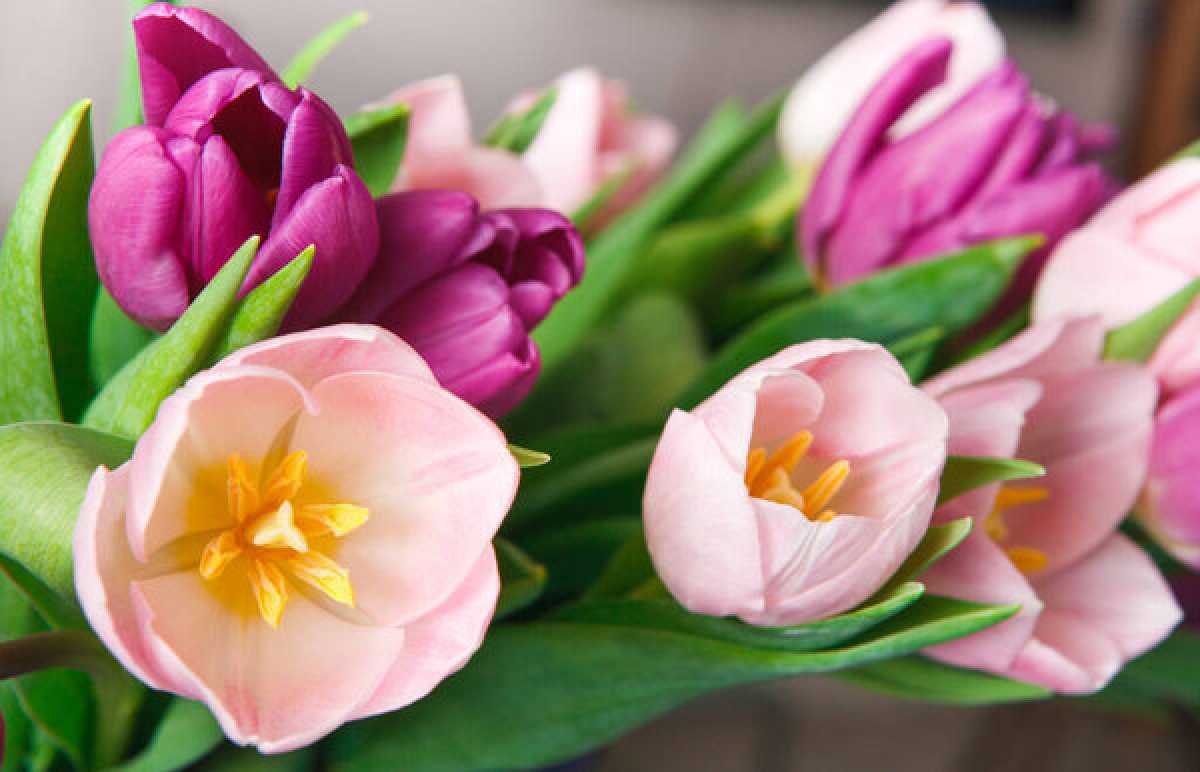 Какие мероприятия пройдут в преддверии Международного женского дня в Астане