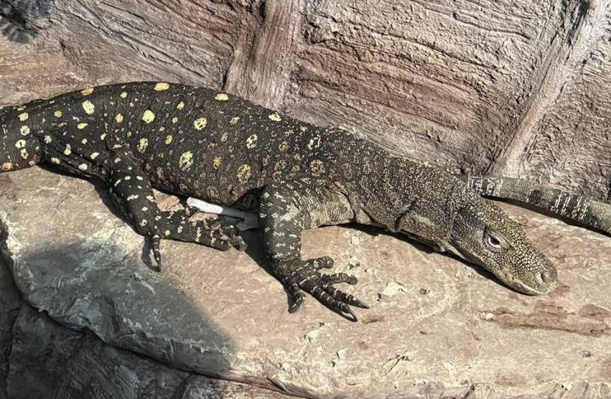 В Алматинском зоопарке поселились гигантские ящерицы из Новой Гвинеи