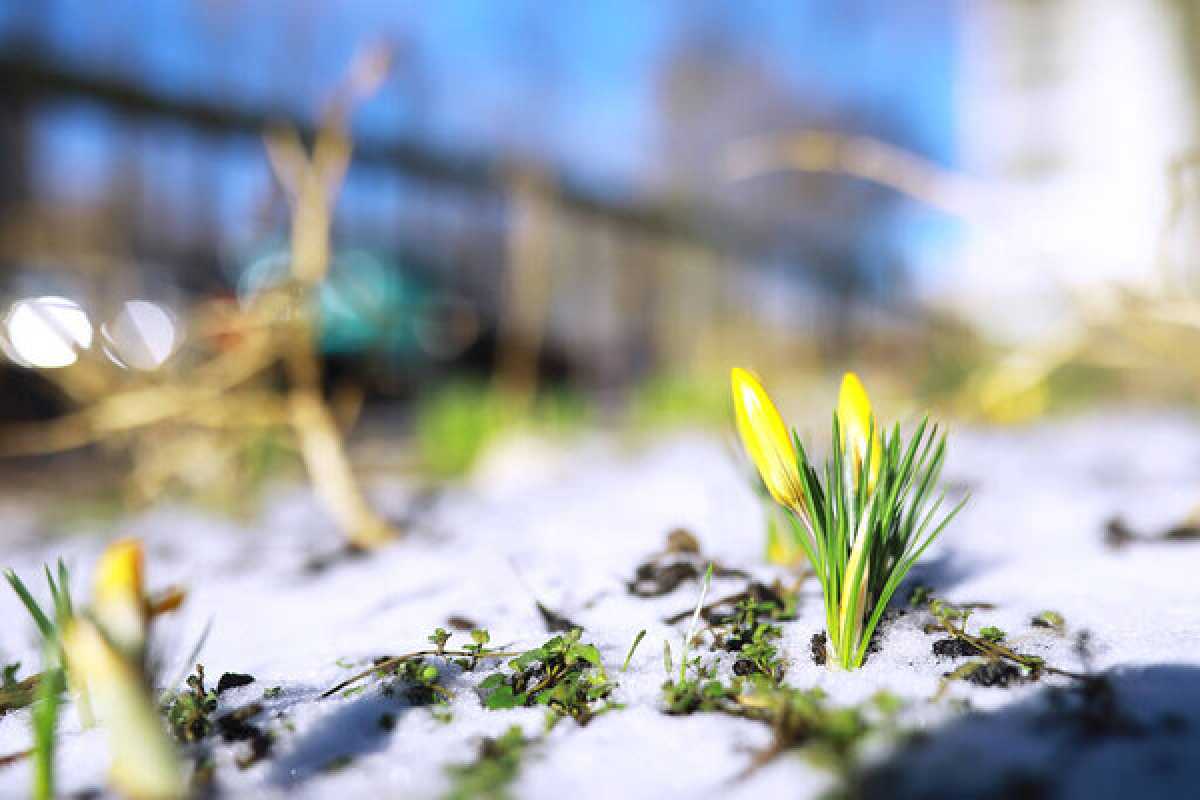 Какая погода ожидается в Астане, Алматы и Шымкенте 14–16 марта