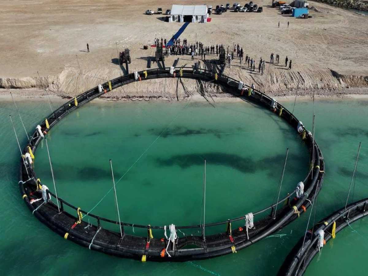 40 проектов в сфере аквакультуры реализуется в Казахстане