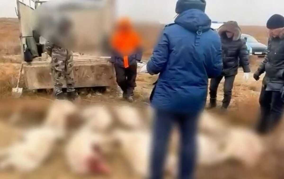 Браконьеров с 14 тушами сайги задержали в Актюбинской области