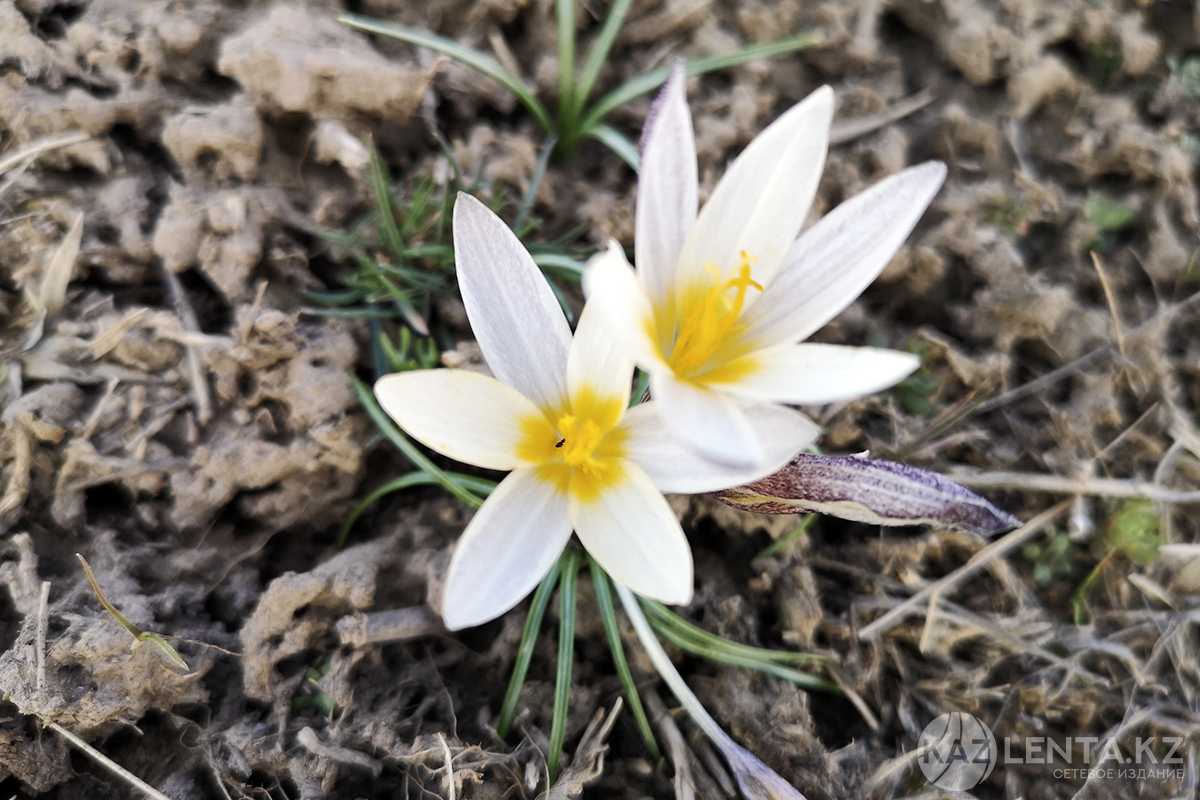 Казахстанцам напомнили о суровом наказании за срыв подснежников и тюльпанов