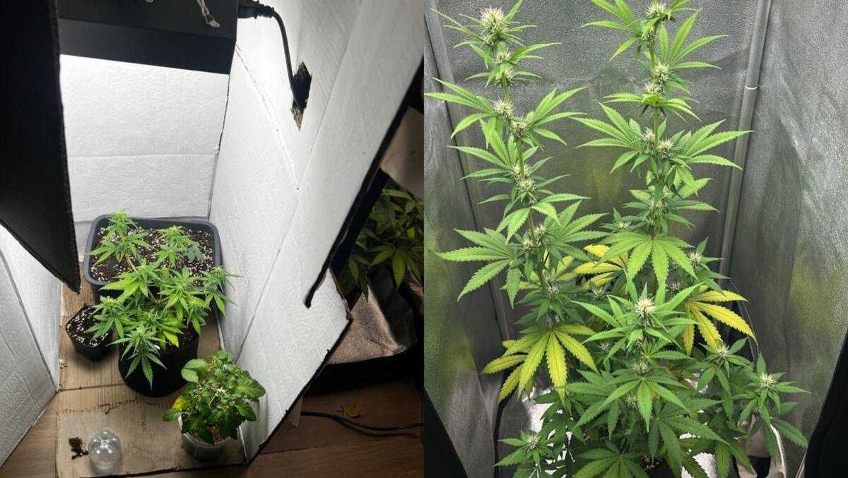 Кусты каннабиса, удобрения и термометры: домашнюю фитолабораторию обнаружили в Акмолинской области