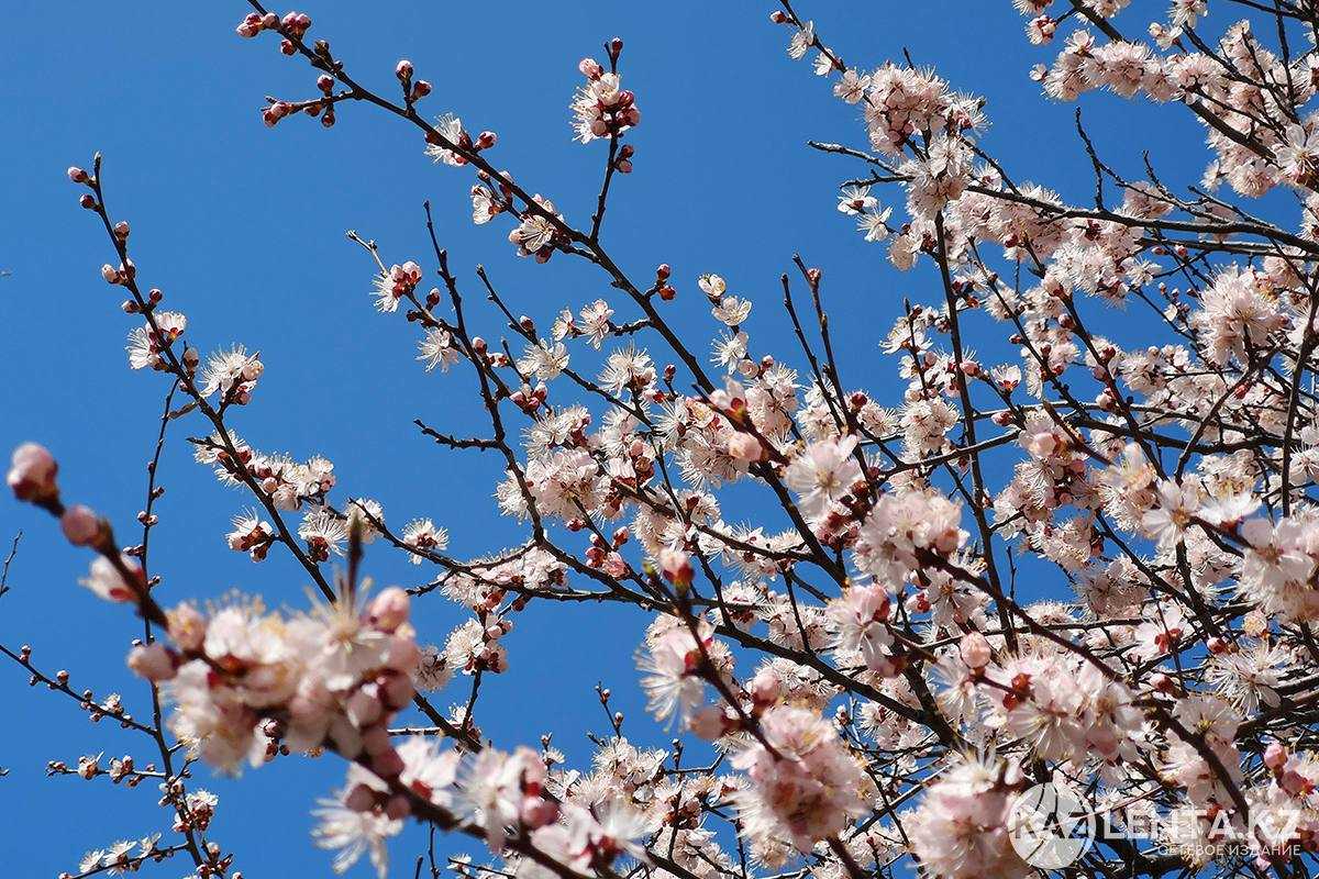 Потепление до +20 градусов ожидается в Казахстане