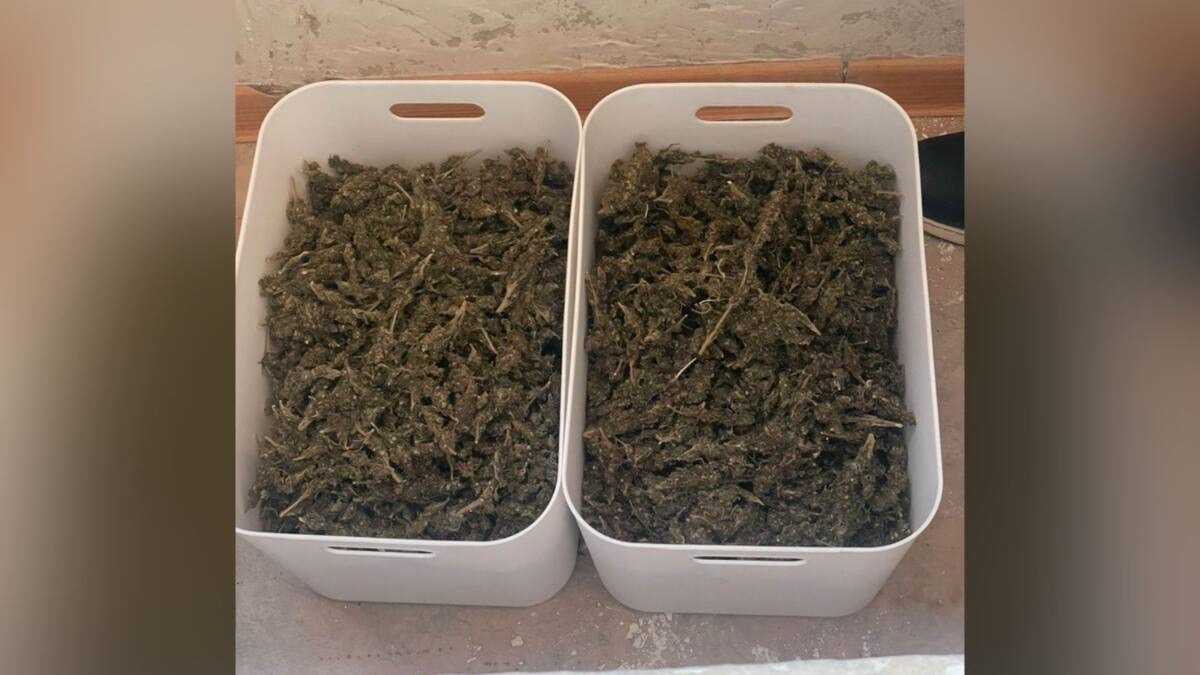 Почти 4 кг марихуаны изъяли у задержанных в Актау