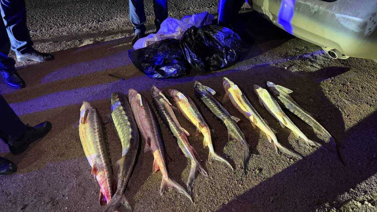 Мужчину с красной рыбой задержали в Актау