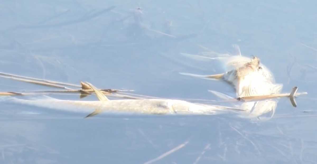 Массовая гибель рыбы напугала жителей Петропавловска