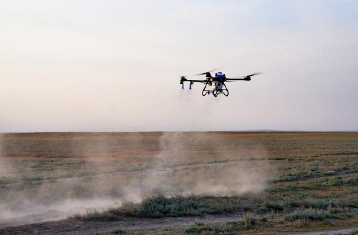 Более 100 дронов задействуют для борьбы с саранчой в Казахстане