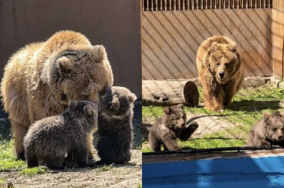 Краснокнижные медвежата родились в зоопарке Алматы