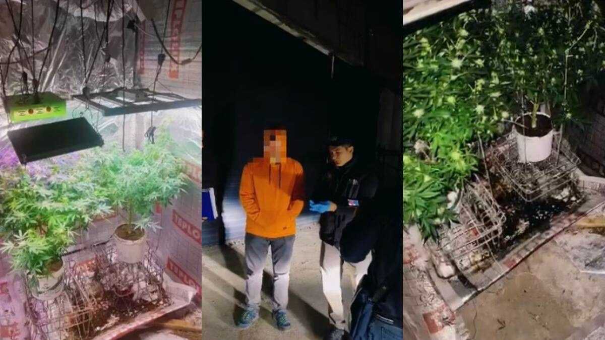 Незаконный «урожай» обнаружили в подвале дома в Шымкенте