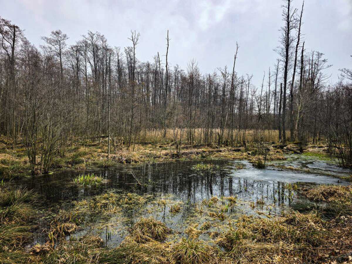 Женщину вызволили из болота в Павлодарской области