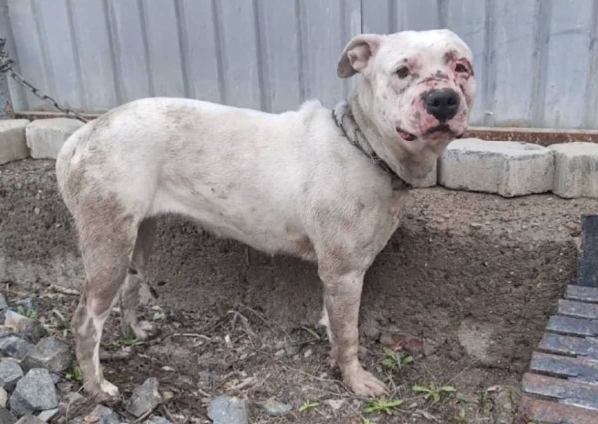 Жительница Атырау жестоко избила собаку лопатой: в полиции сделали заявление