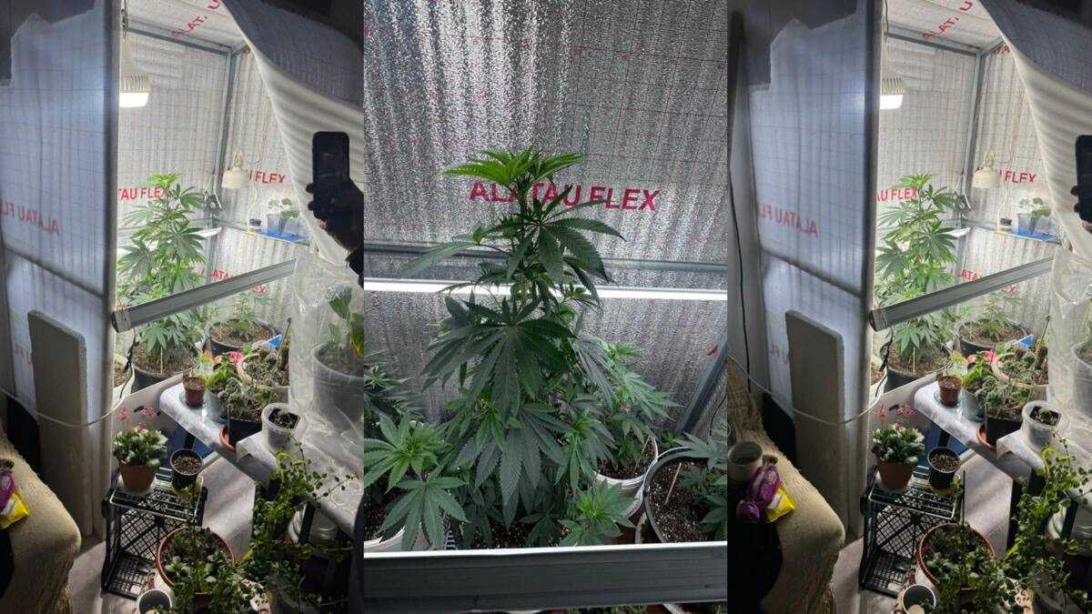 Среди комнатных цветов выращивала каннабис: в Акмолинской области обнаружили фитолабораторию