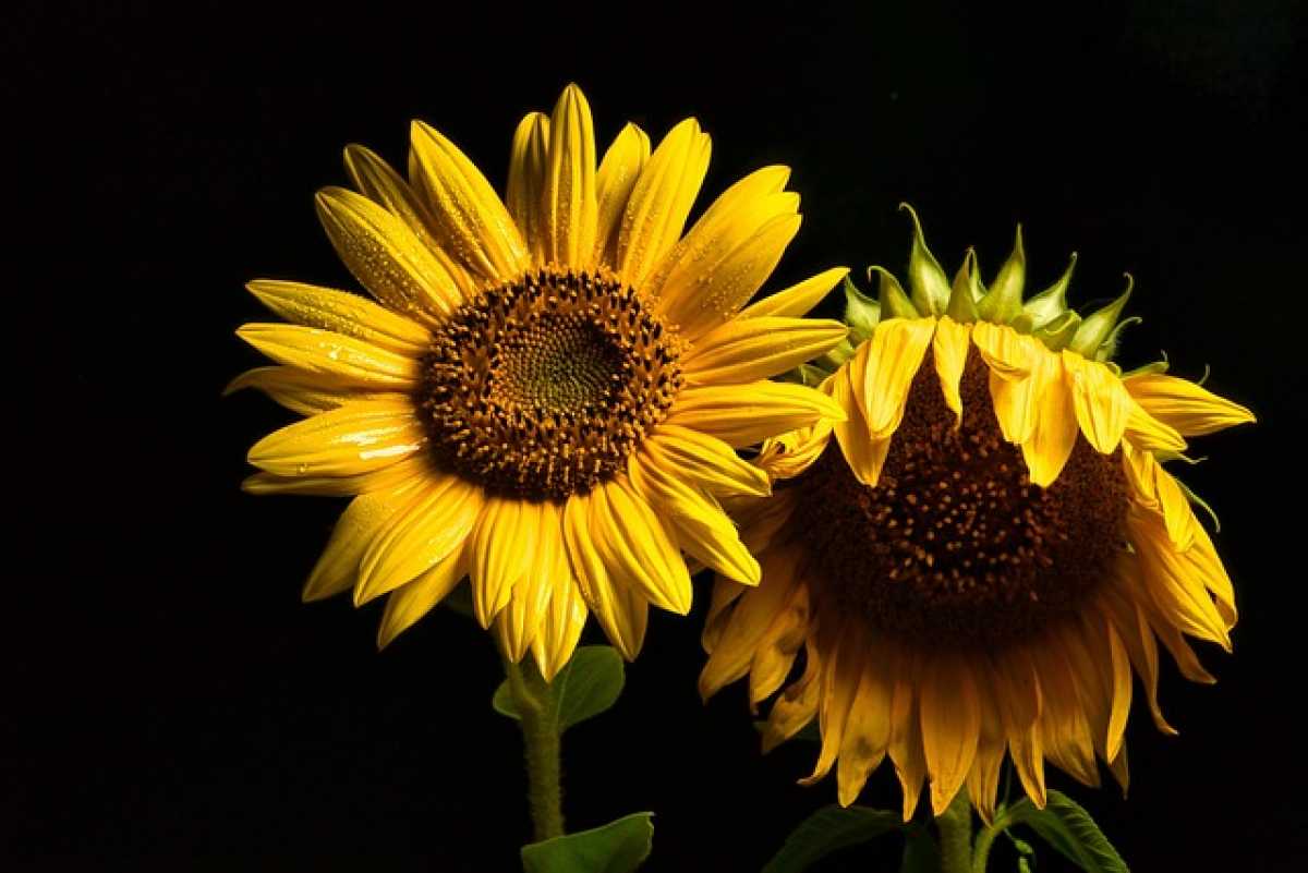 Фитосанитарный контроль пресек ввоз в Казахстан 14 тонн зараженных семян подсолнечника