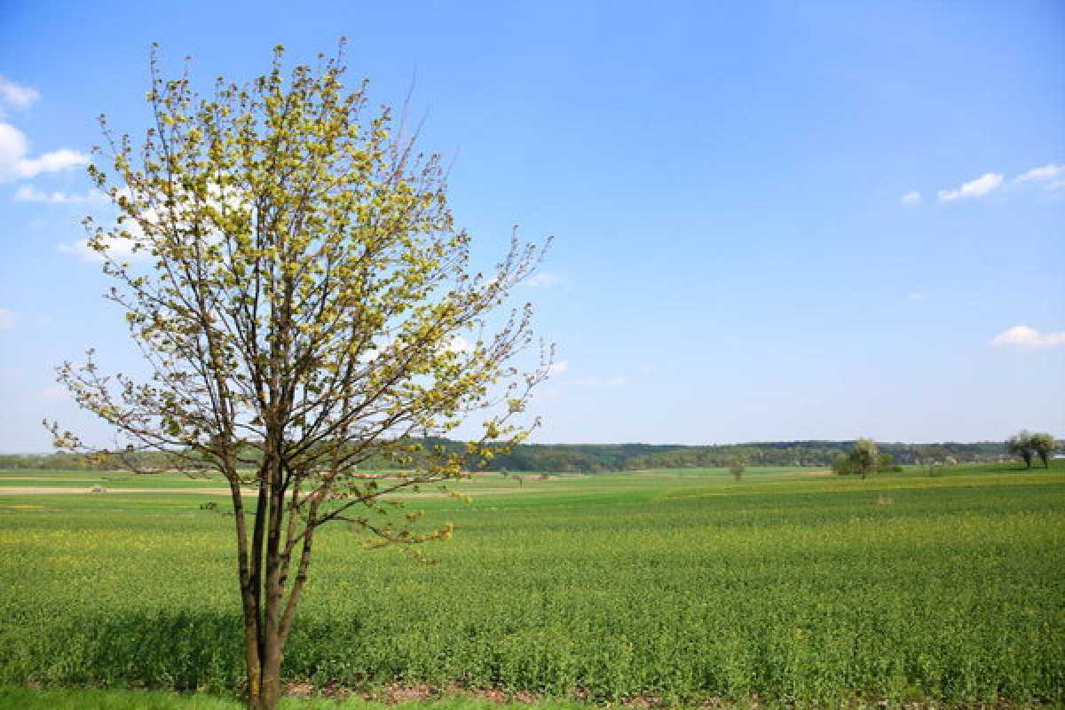 Прокуратура Алматы вернула в госсобственность сотни гектаров земли у парка «Медеу»