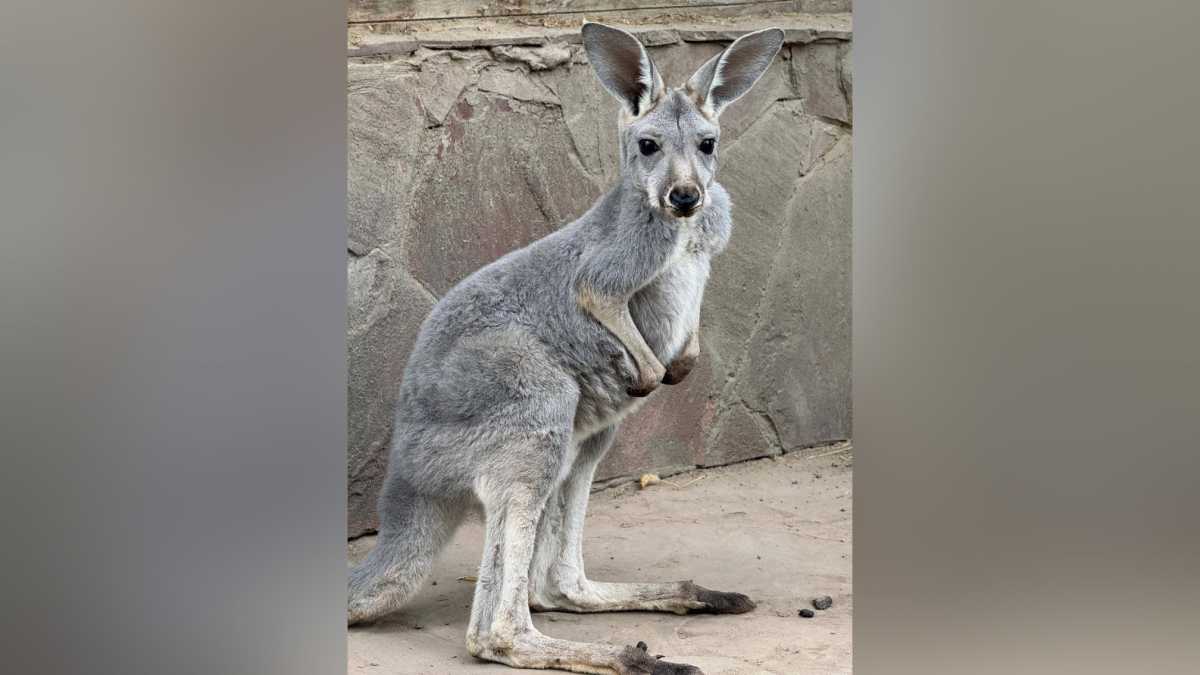 Бэби-бум в зоопарке Алматы: сразу три кенгурёнка появились на свет