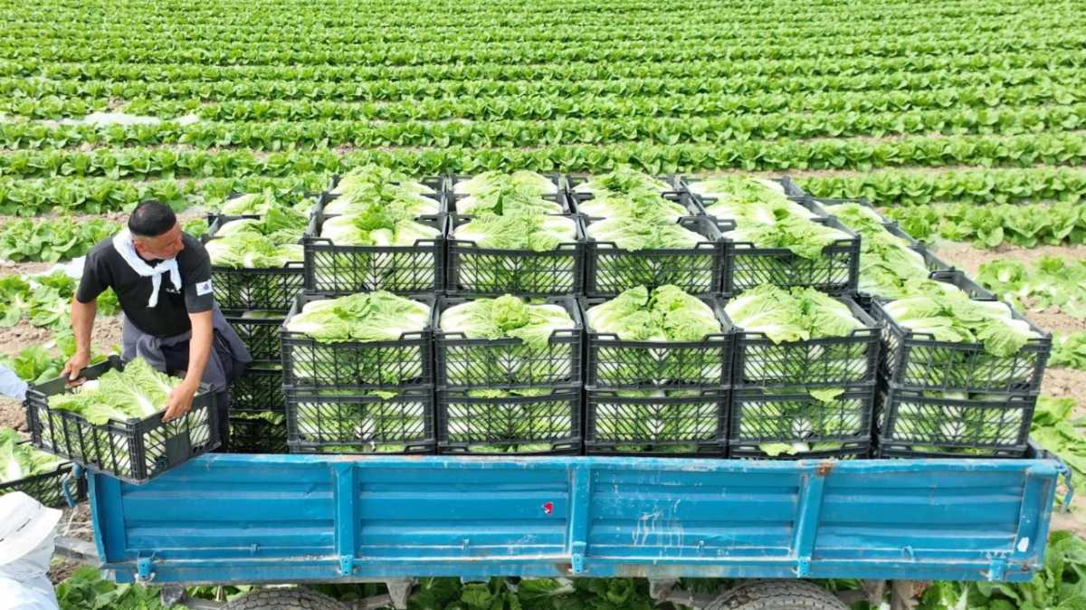 «Вода поступает вовремя, урожай хороший», – аграрии Туркестанской области вырастили первый урожай капусты за 45 дней