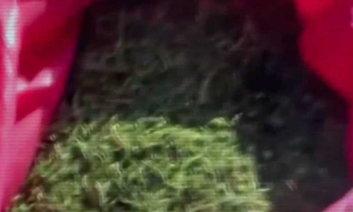 МВД: Почти три тонны наркотиков не допущено в оборот с начала года