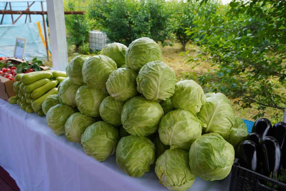 Удобрения и льготное топливо: в Туркестанской области обеспечивают стабильный ход полевых работ