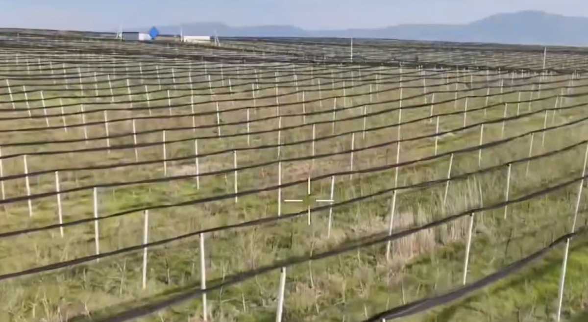 Схему хищения более 430 млн тг при создании яблоневых садов раскрыли в Шымкенте