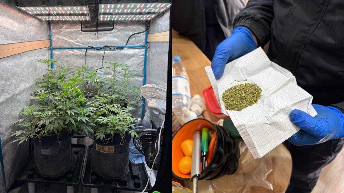 Подпольную фитолабораторию накрыли в Усть-Каменогорске: изъято 5 кг конопли