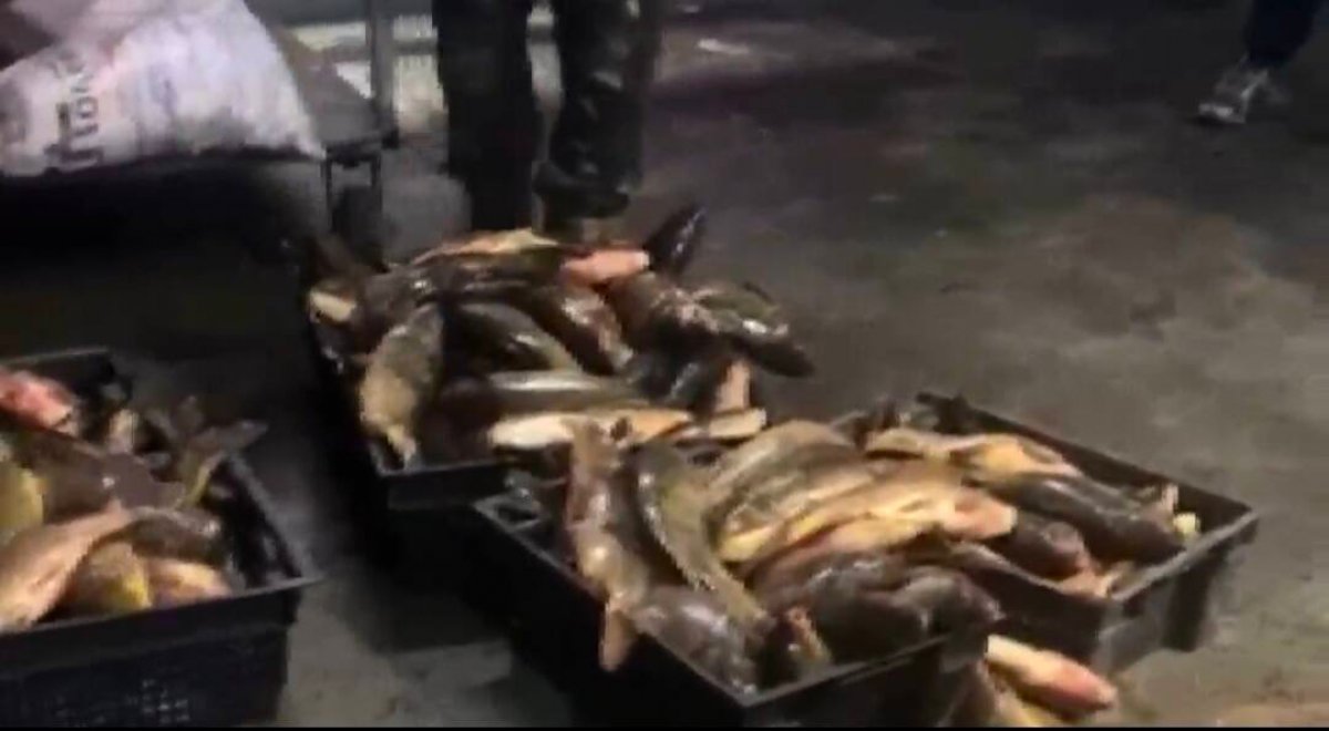 Ущерб на миллионы тенге: браконьеров с крупным уловом задержали в Карагандинской области