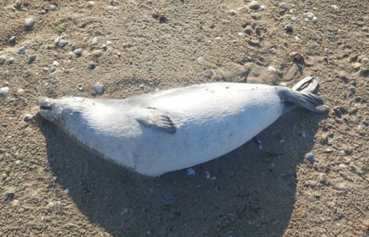 Около сотни туш тюленей выбросило на берег Каспия