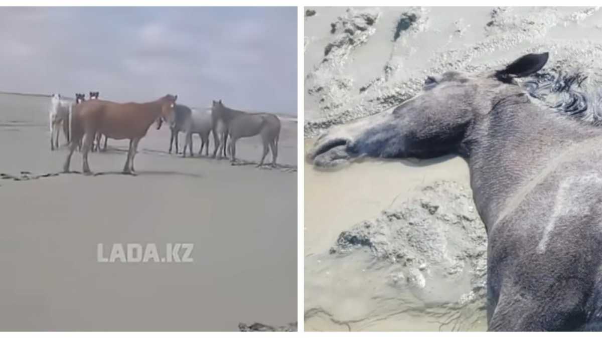 В Мангистау после ливней в солончаках погибли более 100 лошадей