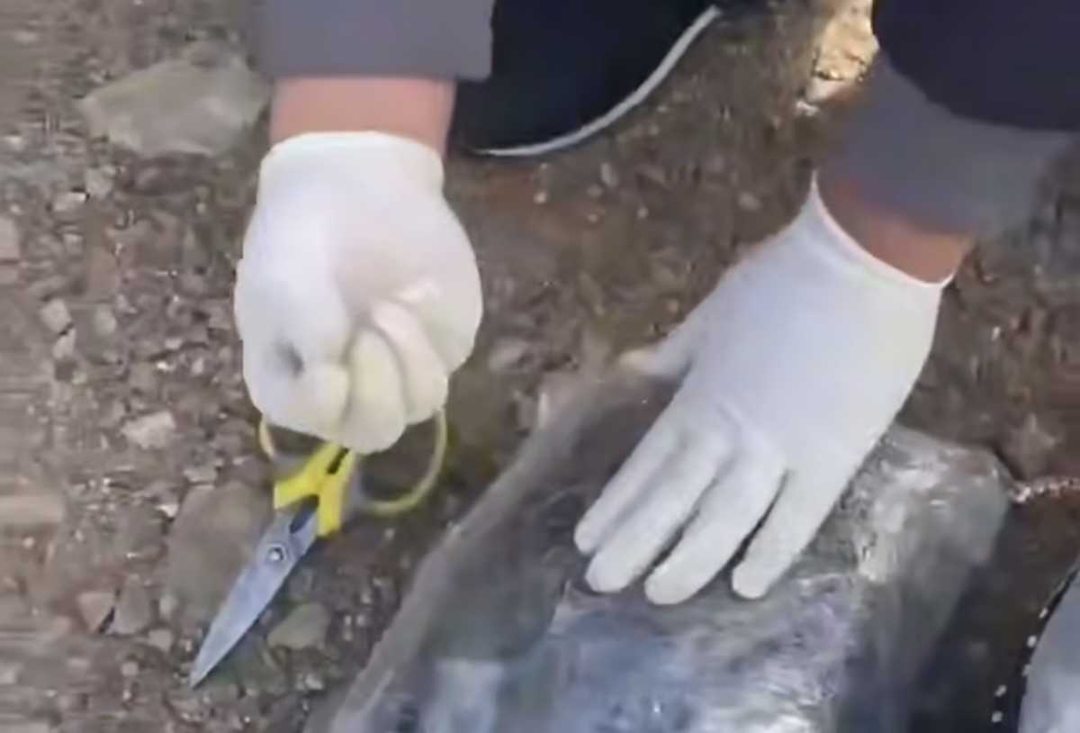 Около 20 тысяч доз: крупную партию наркотиков изъяли в Жамбылской области