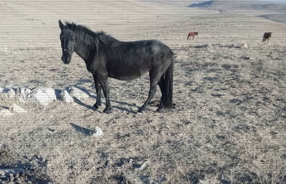 Ущерб более 15 млн тг: две группы скотокрадов задержали в Жамбылской области