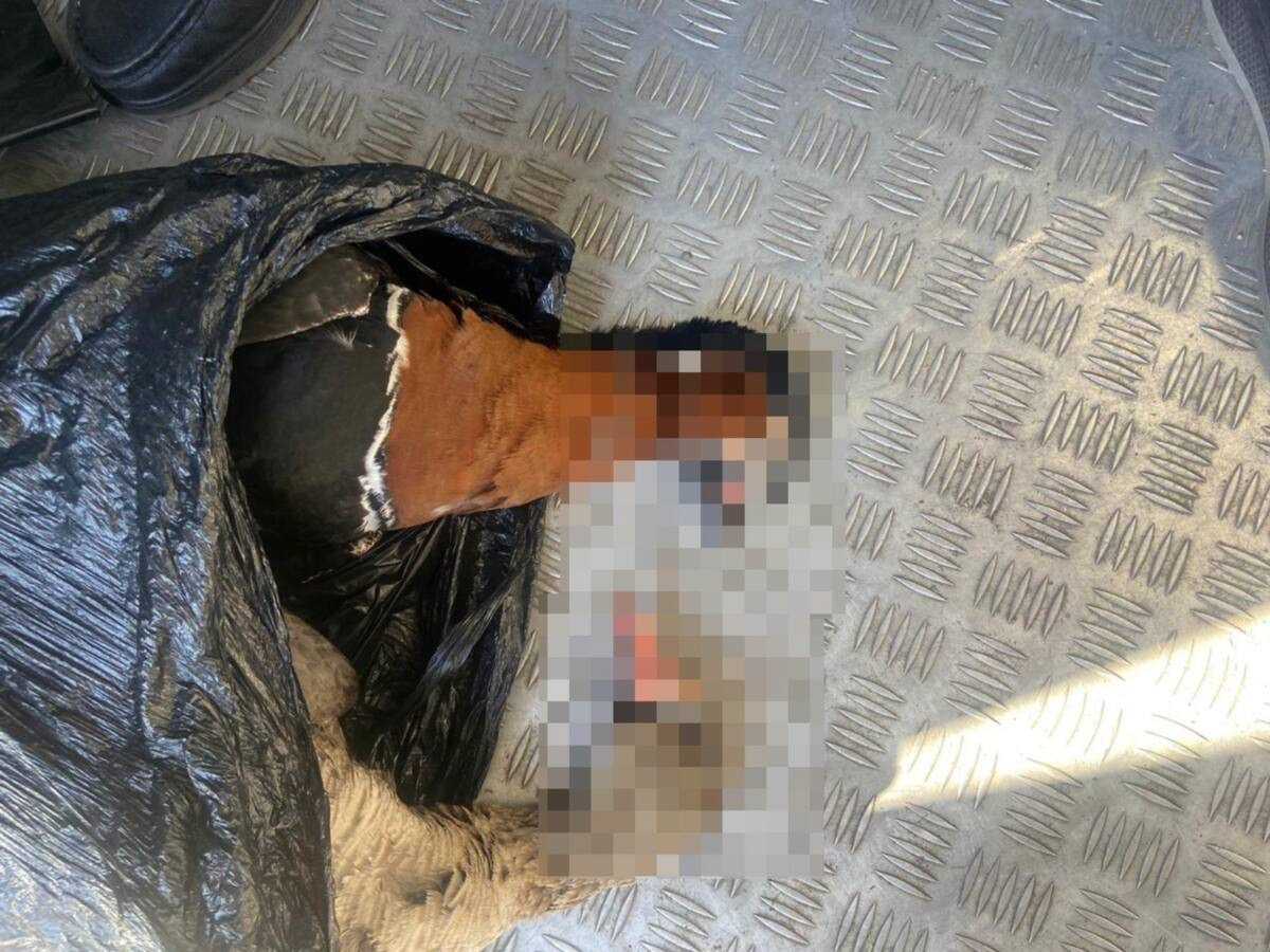 Незаконный оборот краснокнижных птиц пресекли в Акмолинской области