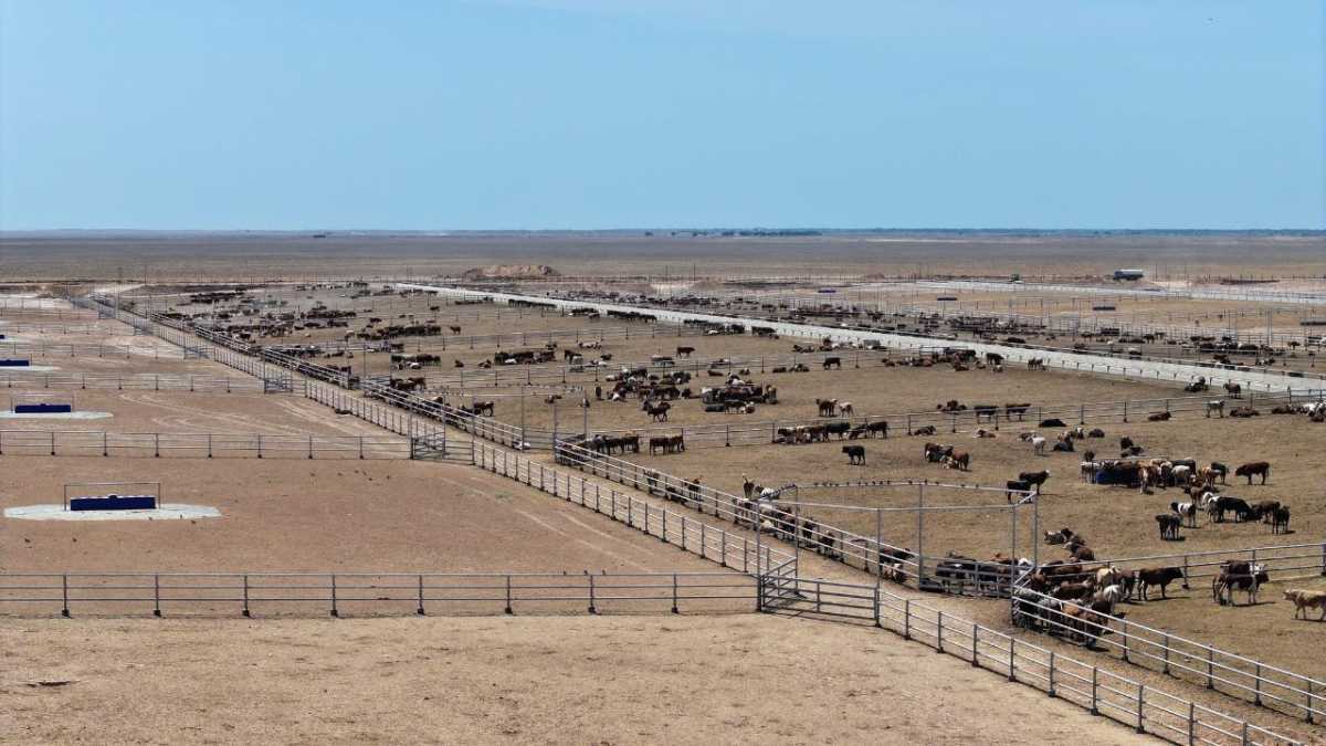 Откормочный комплекс на 50 тысяч голов КРС запустят в Туркестанской области в июле 2026 года