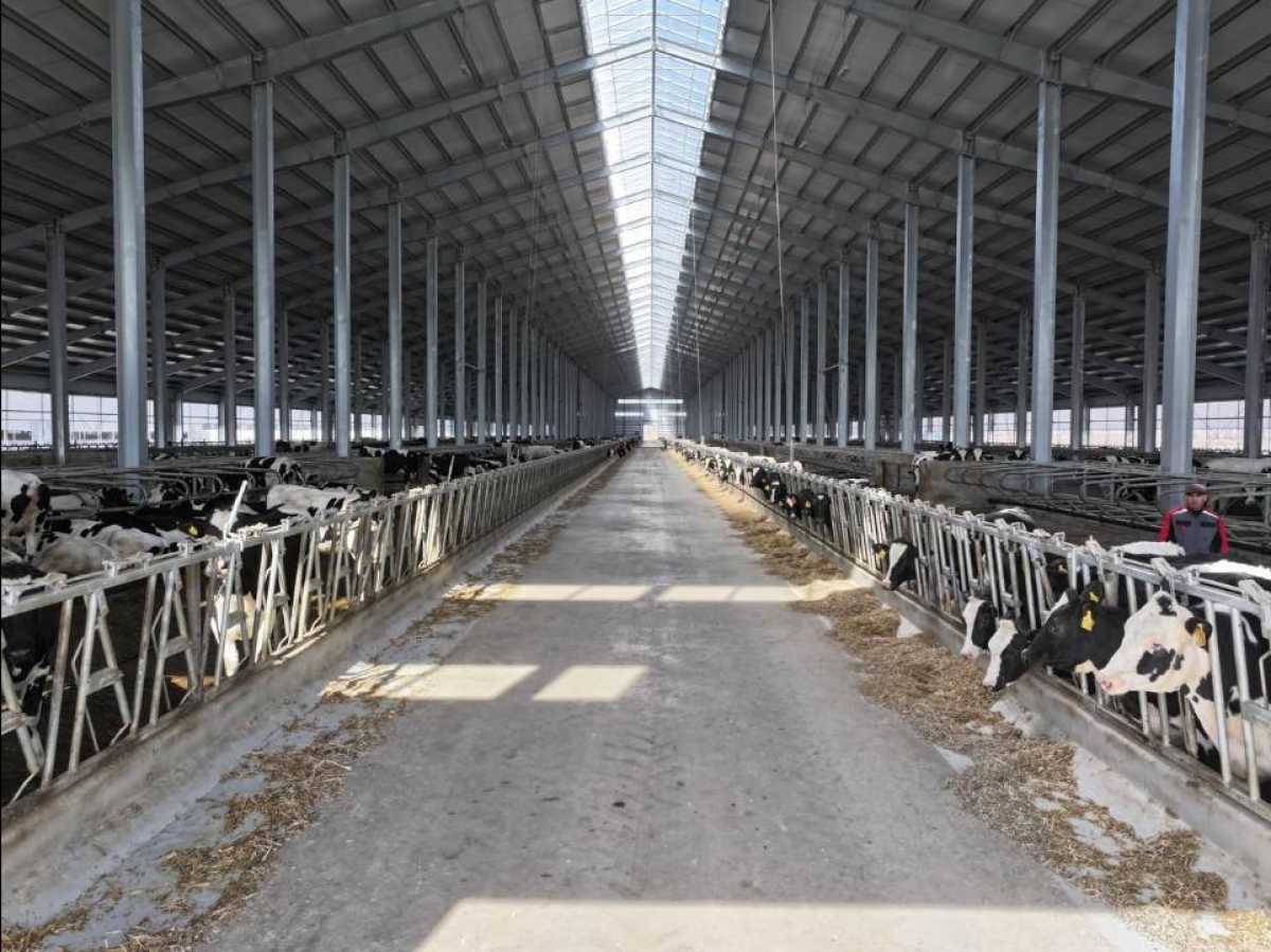 9000 голов элитного КРС завезли в Северо-Казахстанскую область за три года