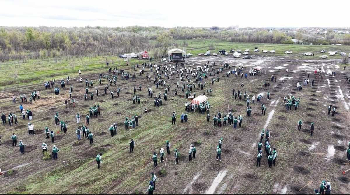 Тысячу деревьев высадили в Уральске в рамках экологической акции «Таза Қазақстан»