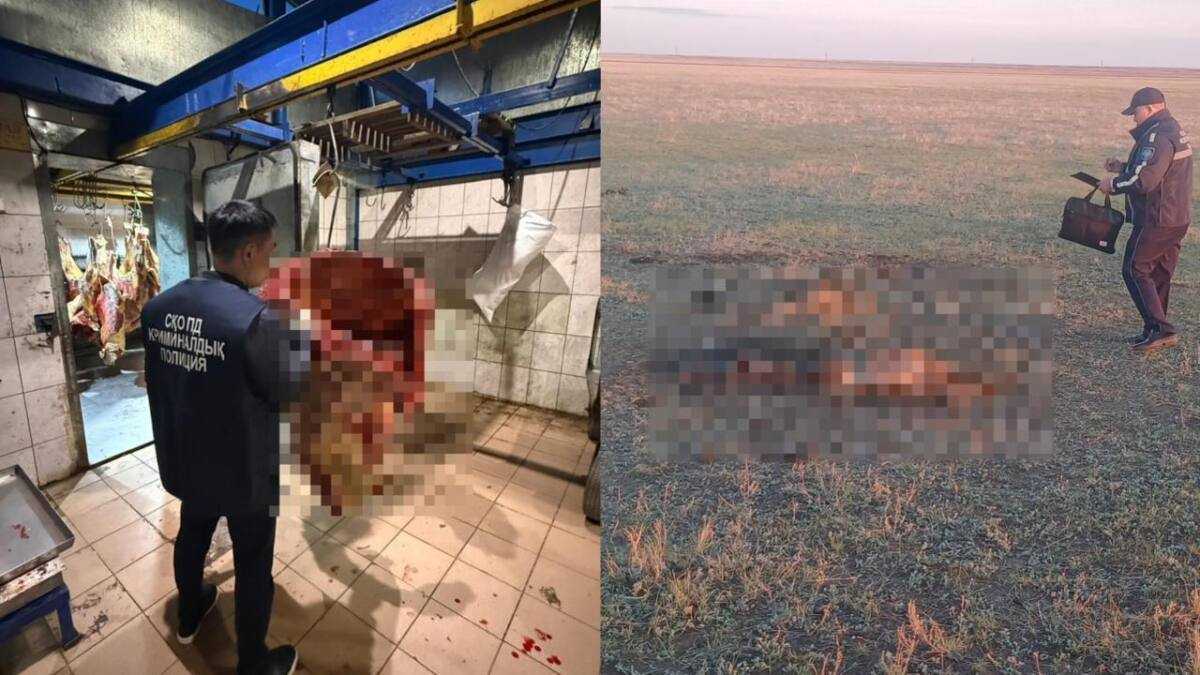 Кражу скота раскрыли благодаря внимательности покупателя в СКО