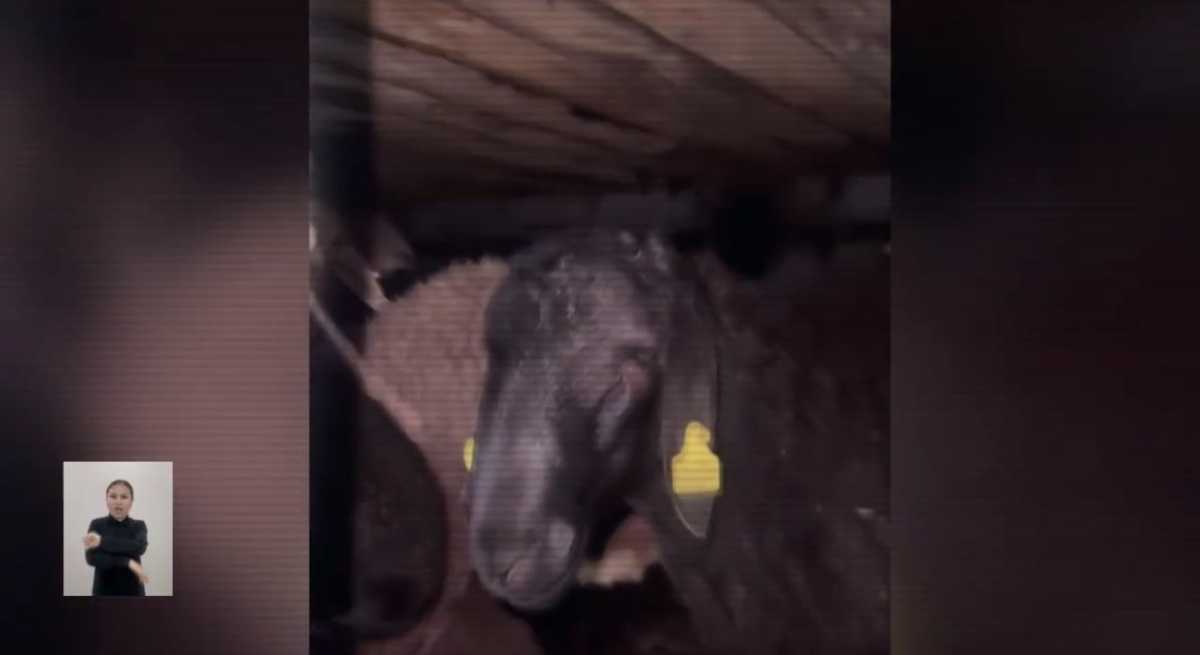 Канал контрабанды скота пресекли на юге Казахстана: около тысячи животных остались в стране