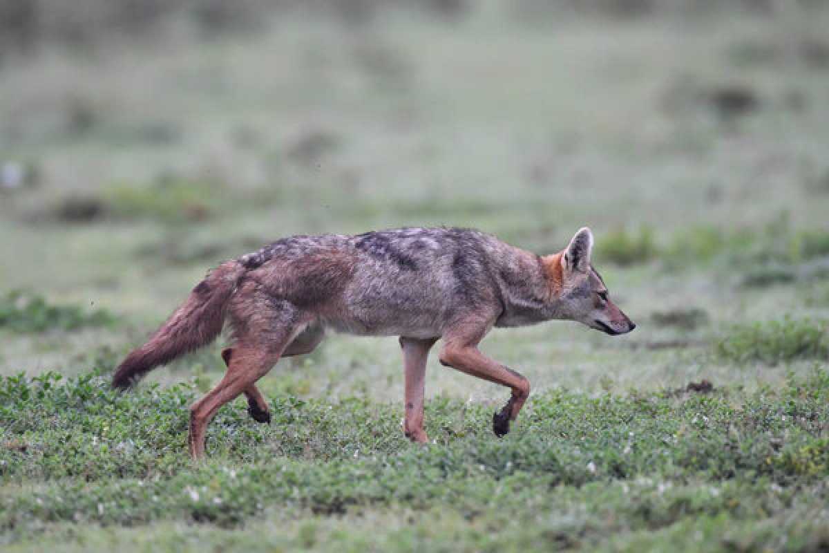 Шакал покусал двоих детей и взрослого в Туркестанской области