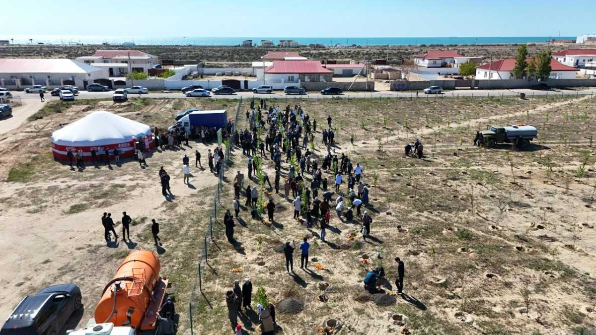 В Форт-Шевченко в рамках «Таза Қазақстан» высадили около 1200 саженцев деревьев