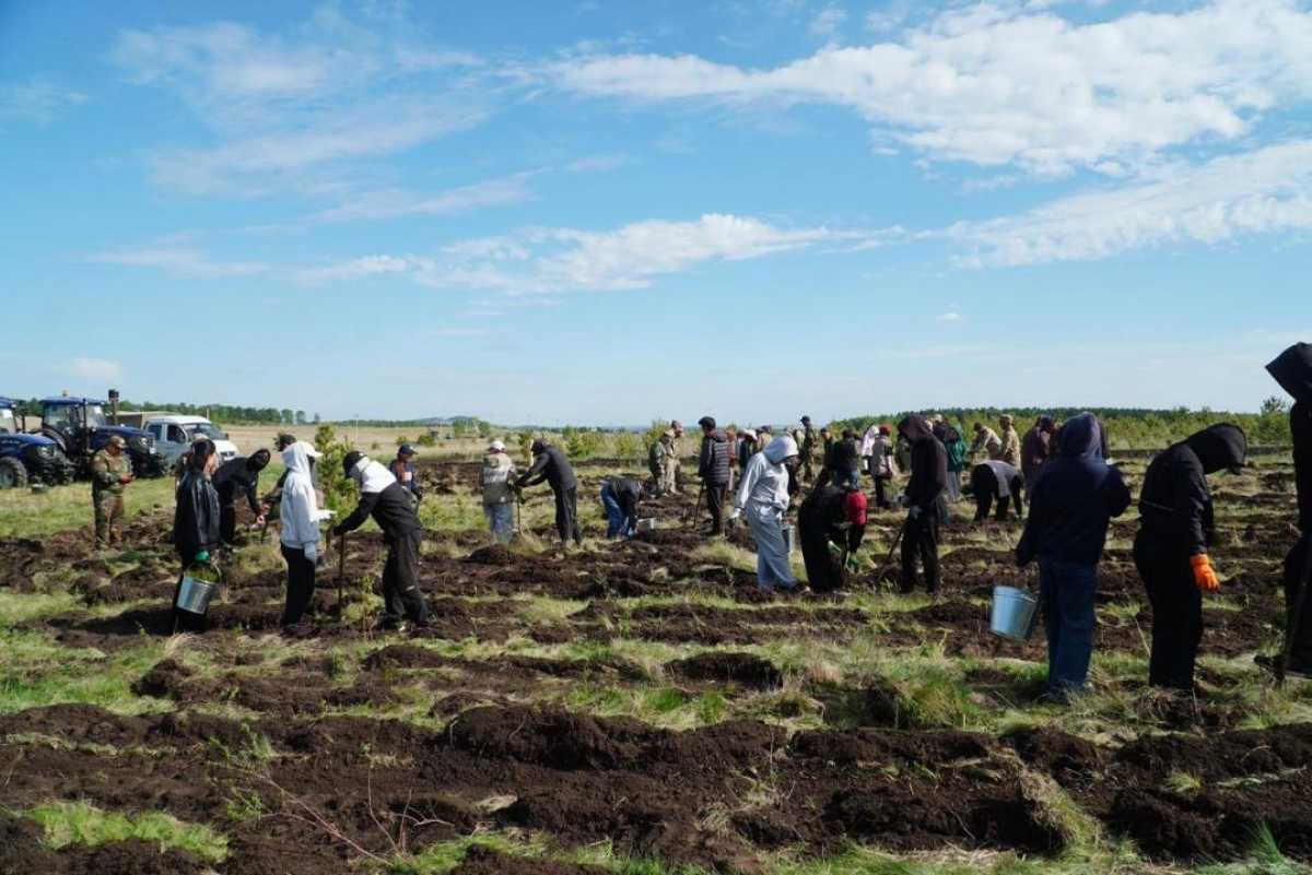 20 млн деревьев высадят в Акмолинской области в 2026 году
