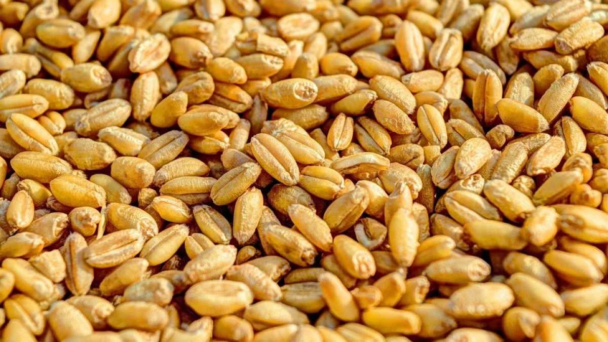 Экспорт зерна и муки из Казахстана вырос на 13% и достиг 11,1 млн тонн